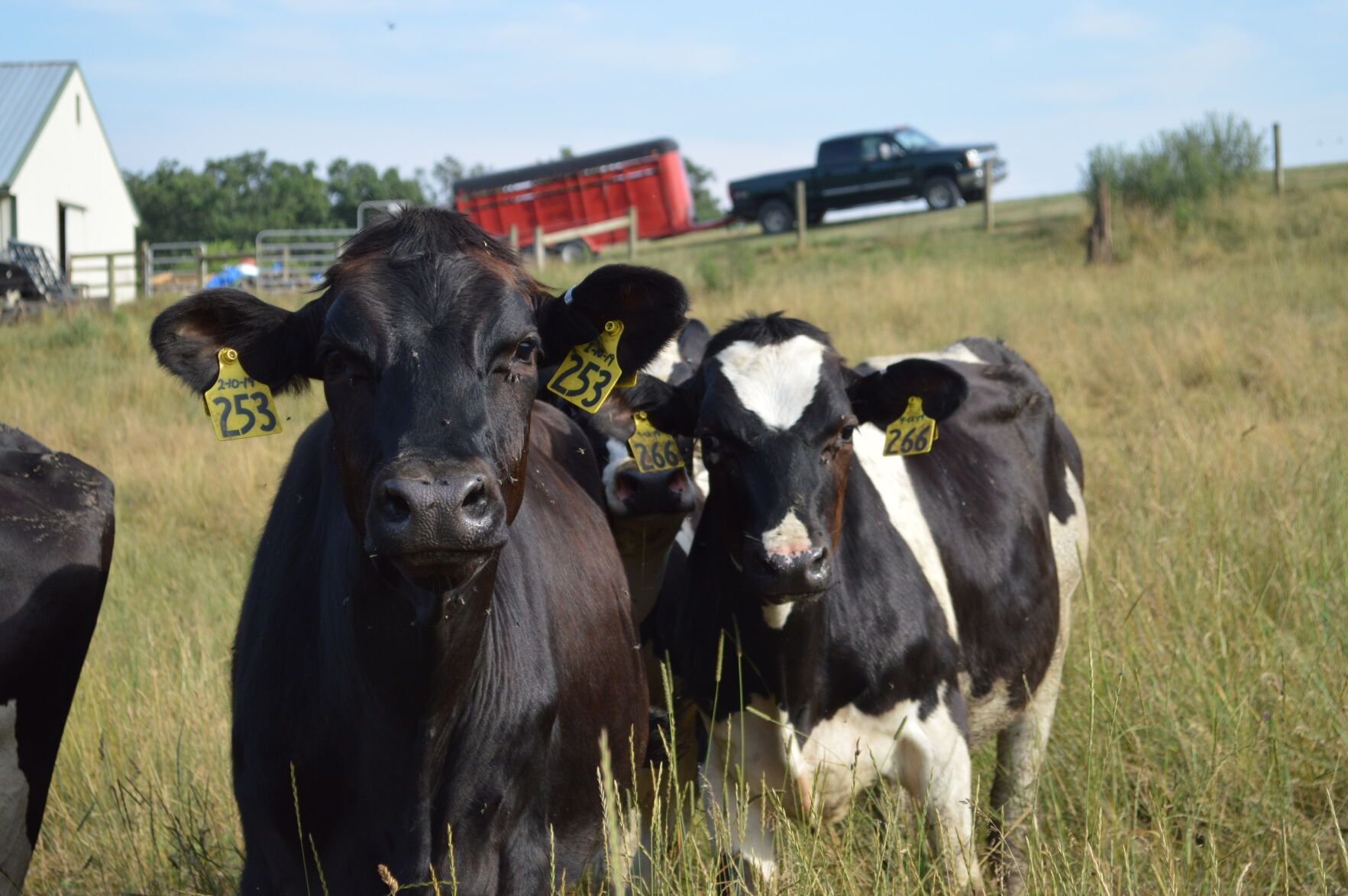Dairy Heifers and Flies